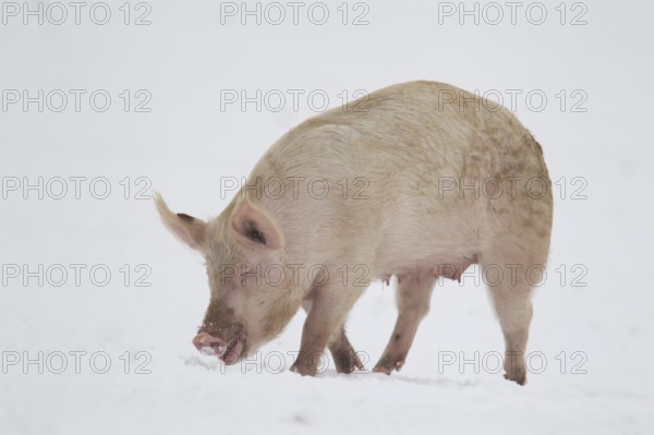 Domestic pig (Sus scrofa domesticus) adult farm animal searching for food on snow in winter, England, United Kingdom