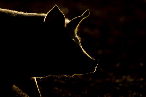 Domestic pig (Sus domesticus) adult farm animal head portrait backlit, England, United Kingdom