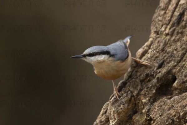 European nuthatch (Sitta europaea) adult bird on a tree stump, England, United Kingdom