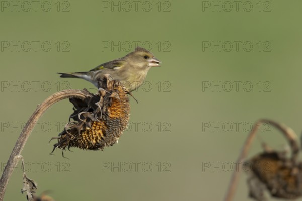 European greenfinch (Chloris chloris) adult female garden bird on a sunflower seedhead in winter, England, United Kingdom