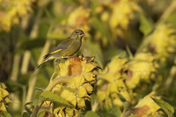 European greenfinch (Chloris chloris) adult male garden bird on a sunflower seedhead in autumn, England, United Kingdom