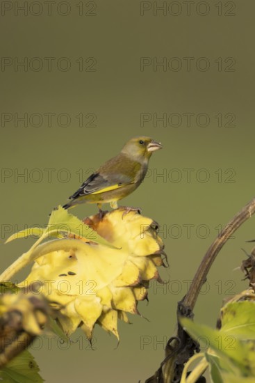 European greenfinch (Chloris chloris) adult female garden bird on a sunflower seedhead in autumn, England, United Kingdom