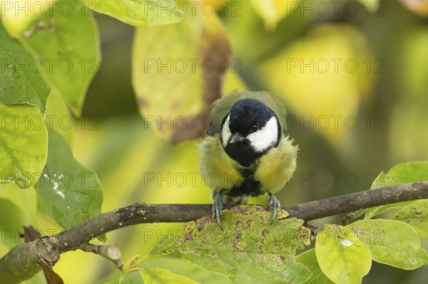 Great tit (Parus major) adult garden bird on a magnolia tree branch amongst autumn colour leaves, England, United Kingdom