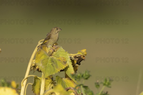 European greenfinch (Chloris chloris) adult female garden bird on a sunflower seedhead in autumn, England, United Kingdom