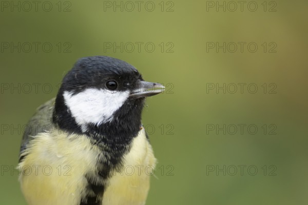 Great tit (Parus major) adult garden bird head portrait, England, United Kingdom