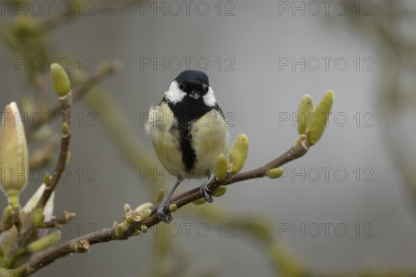 Great tit (Parus major) adult garden bird on a magnolia tree branch in spring, England, United Kingdom