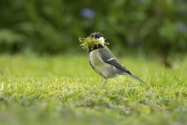 Great tit (Parus major) adult garden bird with moss for nest material in its beak in springtime, England, United Kingdom