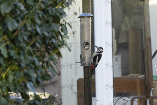 Great spotted woodpecker (Dendrocopos major) adult garden bird on a bird feeder with a house in the background, England, United Kingdom