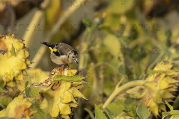 European goldfinch (Carduelis carduelis) adult garden bird feeding on sunflower seeds in autumn, England, United Kingdom