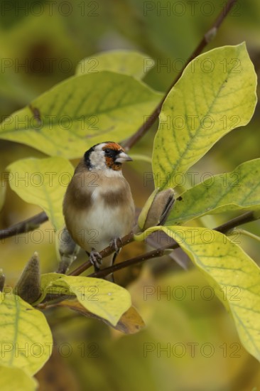 European goldfinch (Carduelis carduelis) adult garden bird on a magnolia tree branch amongst autumn colour leaves, England, United Kingdom