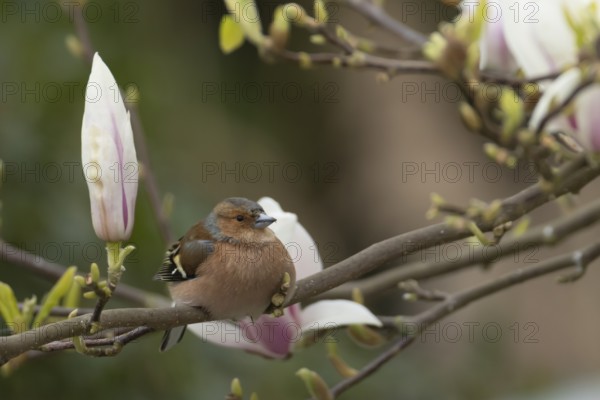 Eurasian chaffinch (Fringilla coelebs) adult male garden bird on a magnolia tree branch in spring, England, United Kingdom