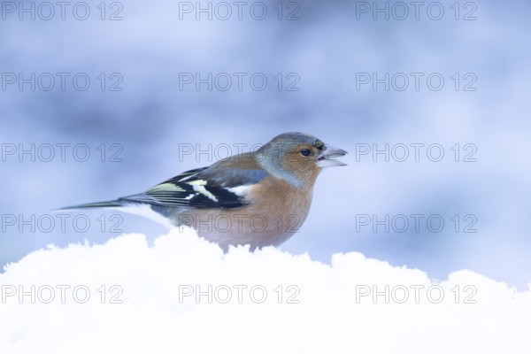 Eurasian chaffinch (Fringilla coelebs) adult male garden bird feeding in snow in winter, England, United Kingdom