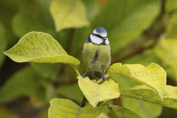 Blue tit (Cyanistes caeruleus) adult garden bird on a magnolia tree branch amongst autumn colour leaves, England, United Kingdom