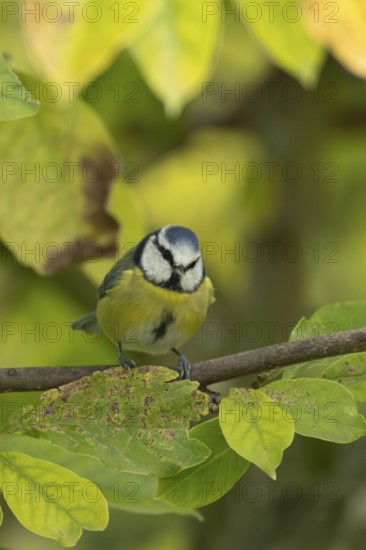 Blue tit (Cyanistes caeruleus) adult garden bird on a magnolia tree branch amongst autumn colour leaves, England, United Kingdom