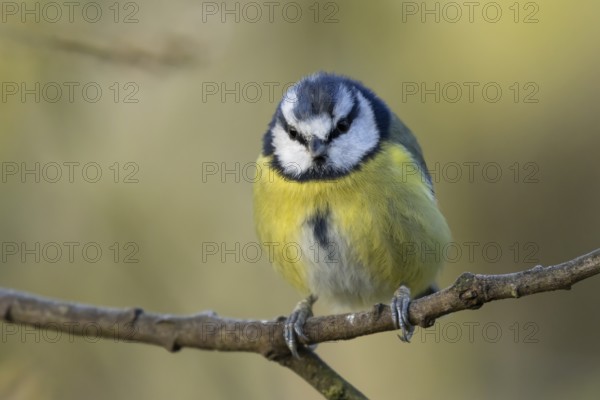 Blue tit (Cyanistes caeruleus) adult garden bird on a tree branch, England, United Kingdom