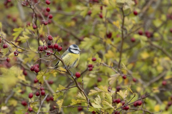 Blue tit (Cyanistes caeruleus) adult garden bird on a Hawthorn tree branch amongst autumn colour leaves and red berries, England, United Kingdom