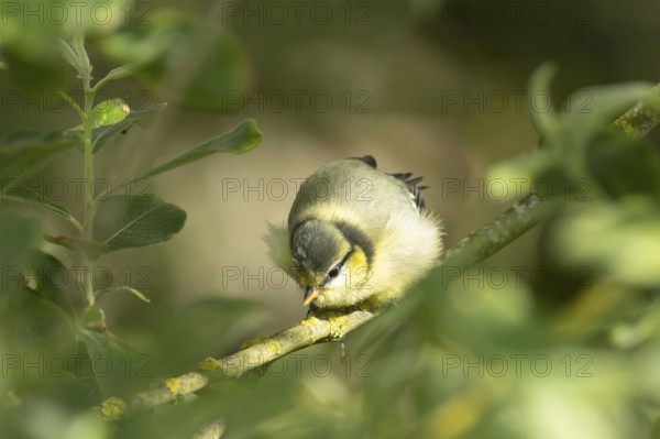Blue tit (Cyanistes caeruleus) juvenile fledgling garden bird on a tree branch in spring, England, United Kingdom