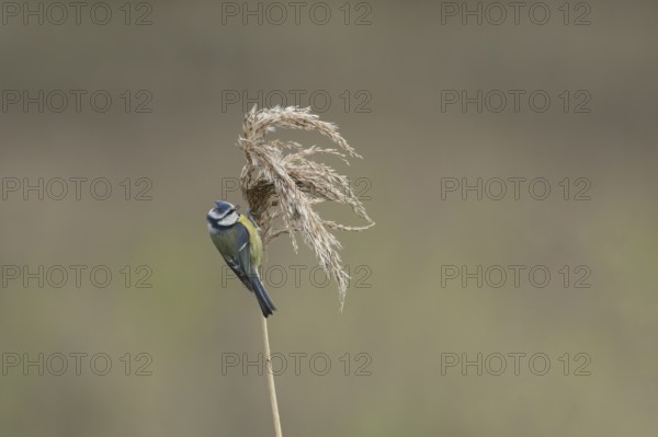 Blue tit (Cyanistes caeruleus) adult garden bird feeding on a reed plant seedhead, England, United Kingdom