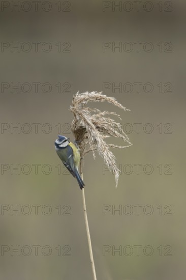 Blue tit (Cyanistes caeruleus) adult garden bird feeding on a reed plant seedhead, England, United Kingdom