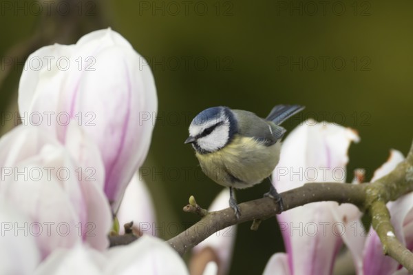Blue tit (Cyanistes caeruleus) adult garden bird on a magnolia tree branch amongst spring blossom, England, United Kingdom