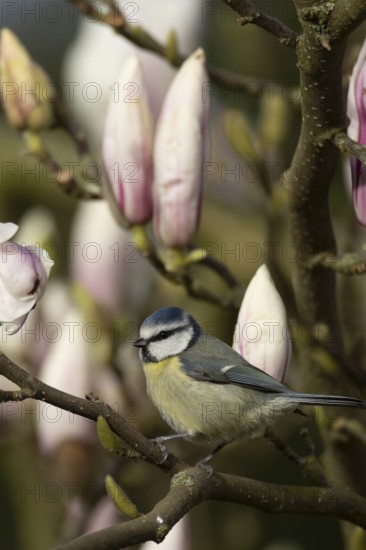 Blue tit (Cyanistes caeruleus) adult garden bird on a magnolia tree branch amongst spring flowering blossom, England, United Kingdom