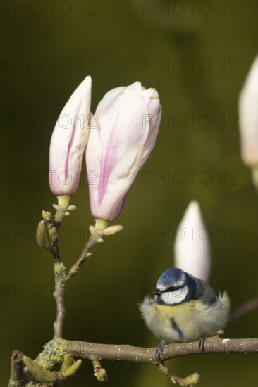 Blue tit (Cyanistes caeruleus) adult garden bird on a magnolia tree branch amongst spring blossom, England, United Kingdom
