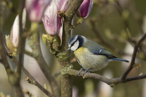 Blue tit (Cyanistes caeruleus) adult garden bird on a magnolia tree branch amongst spring flowering blossom, England, United Kingdom