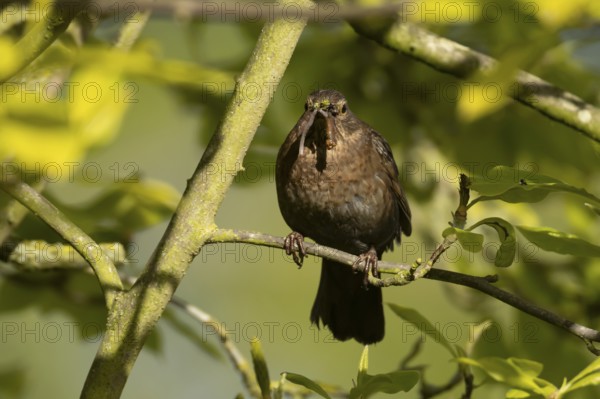 Eurasian blackbird (Turdus merula) adult female garden bird with a worm in its beak in a hedgerow in spring, England, United Kingdom