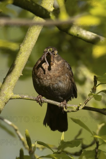 Eurasian blackbird (Turdus merula) adult female garden bird with a worm in its beak in a hedgerow in spring, England, United Kingdom