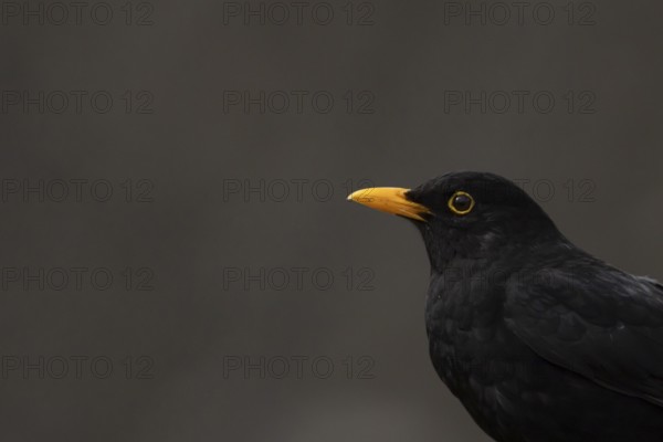 Eurasian blackbird (Turdus merula) adult male garden bird head portrait, England, United Kingdom