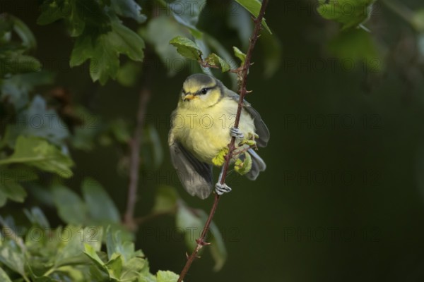 Blue tit (Cyanistes caeruleus) juvenile fledgling garden bird on a bramble branch in spring, England, United Kingdom