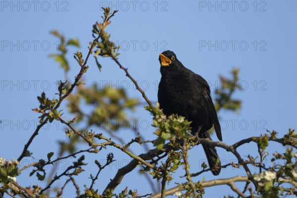 Eurasian blackbird (Turdus merula) adult male garden bird singing in a hedgerow in spring, England, United Kingdom