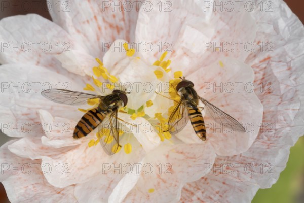 Common hoverfly (Eupeodes corollae) two adult insects feeding on a garden poppy flower in summer, England, United Kingdom