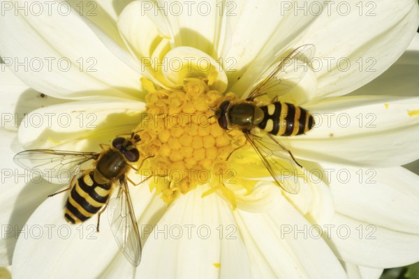 Common hoverfly (Eupeodes corollae) two adult insects feeding on a garden Dahlia flower in summer, England, United Kingdom