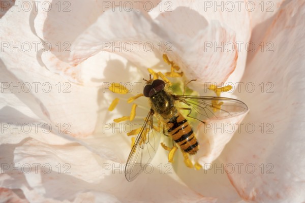 Common hoverfly (Eupeodes corollae) adult insect feeding on a garden poppy flower in summer, England, United Kingdom