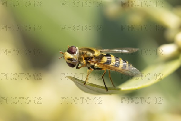Common hoverfly (Eupeodes corollae) adult insect on a plant leaf in summer, England, United Kingdom