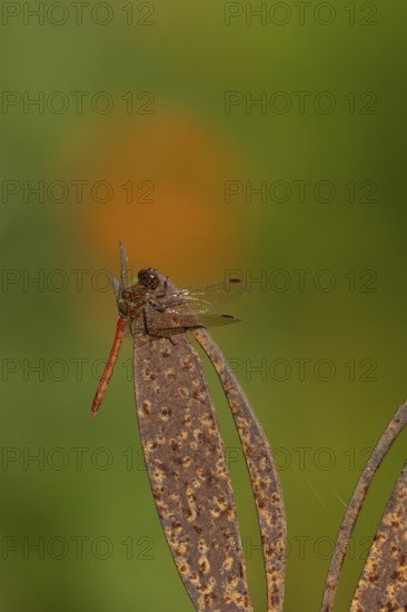 Common darter dragonfly (Sympetrum striolatum) adult insect on a metal hare garden sculpture in summer, England, United Kingdom