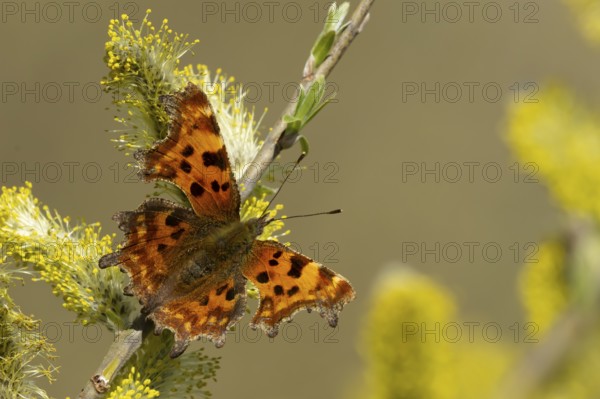 Comma butterfly (Polygonia c-album) adult insect feeding on Goat or Pussy willow (Salix caprea) yellow flowers in spring, England, United Kingdom