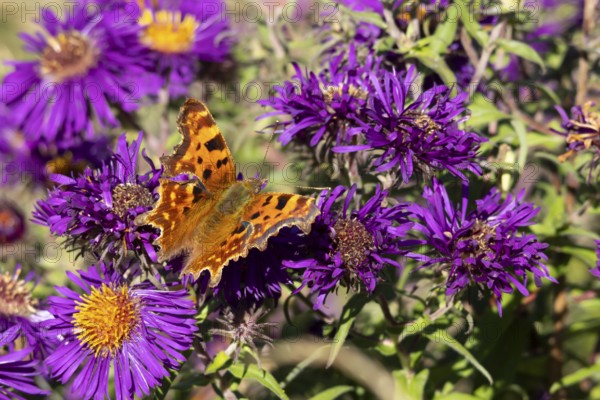 Comma butterfly (Polygonia c-album) adult insect feeding on Aster purple garden flowers in summer, England, United Kingdom