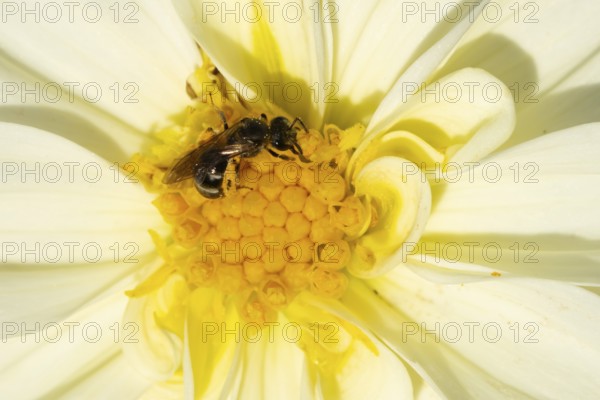 Mason bee (Osmia spp) adult bee insect on a garden Dahlia flower in summer, England, United Kingdom