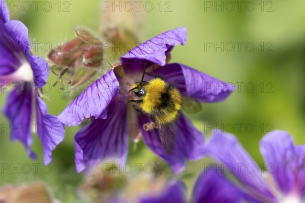 Early bumblebee (Bombus pratorum) adult bee insect feeding on a garden purple geranium flower in summer, England, United Kingdom