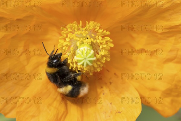 Buff tailed bumblebee (Bombus terrestris) adult bee insect feeding on a garden Spanish orange poppy flower in summer, England, United Kingdom