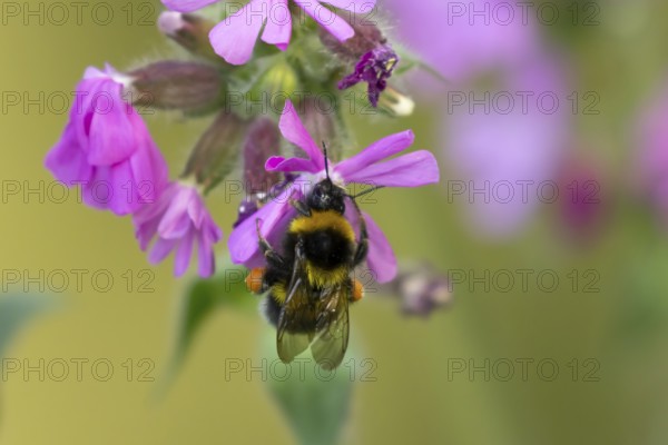 Buff tailed bumblebee (Bombus terrestris) adult bee insect on a garden Red campion flower in spring, England, United Kingdom
