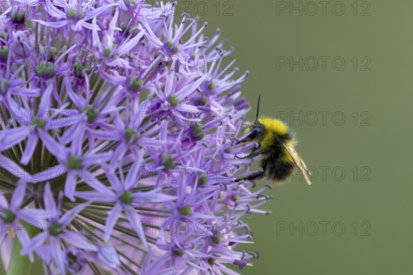 Early bumblebee (Bombus pratorum) adult bee insect feeding on a garden purple Allium flower in spring, England, United Kingdom