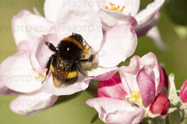 Buff tailed bumblebee (Bombus terrestris) adult bee insect feeding on apple tree blossom flower in spring, England, United Kingdom