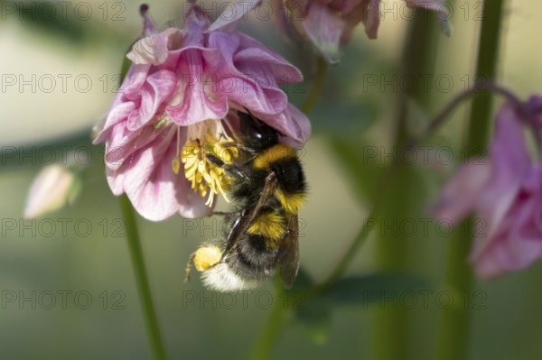 Buff tailed bumblebee (Bombus terrestris) adult bee insect feeding on a garden Aquilegia pink flower in spring, England, United Kingdom