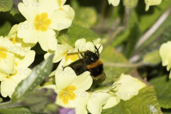 Buff tailed bumblebee (Bombus terrestris) adult bee insect feeding on wild Primrose (Primula vulgaris) flowers in spring, England, United Kingdom