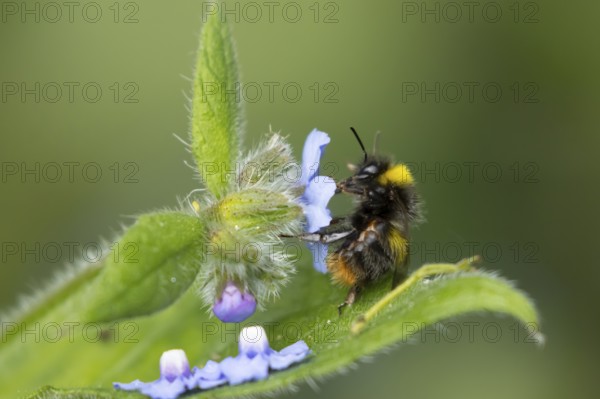 Buff tailed bumblebee (Bombus terrestris) adult bee insect feeding on a garden Green alkanet flower in spring, England, United Kingdom