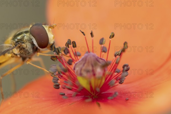 Common hoverfly (Eupeodes corollae) adult insect feeding on a Common field poppy (Papaver rhoeas) flower in summer, England, United Kingdom
