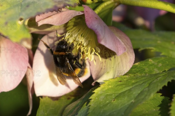 Buff tailed bumblebee (Bombus terrestris) adult bee insect feeding on a garden Hellebore purple flower in spring, England, United Kingdom